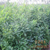 Selling Guohuai Xiaomiao Guaishai saplings greening engineering tree seedlings are complete and large -scale discounts