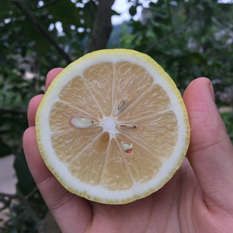 新鲜安岳尤力克黄柠檬 一级果9斤包邮 产地直发 饮品店直供|ms