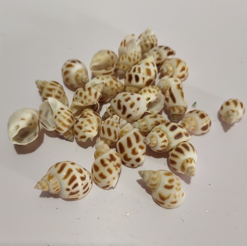 Shell conch jelly wax sea world accessories DIY materials small conch Dongfeng snail 50g