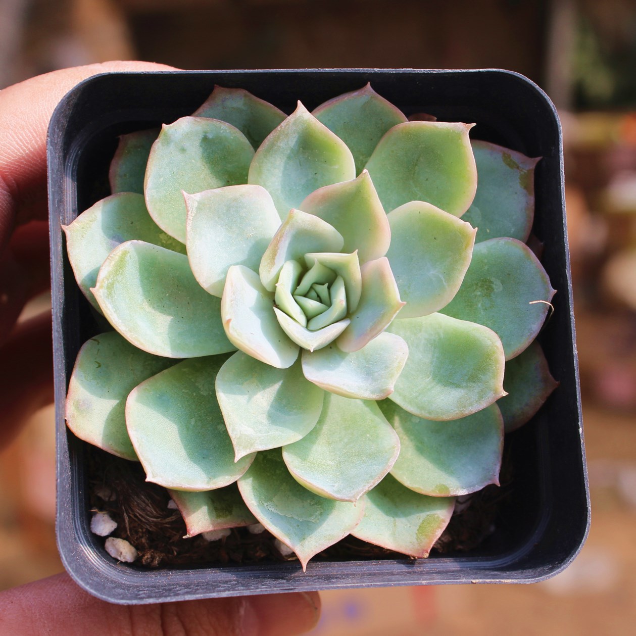 约瑟琳 多肉植物批发花卉组合盆栽肉肉植物基地自产自销批发|ms