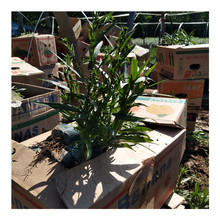 �ߗU���m�����Կ͏d�̨���@����ͥԺ�b����^���������Gֲ