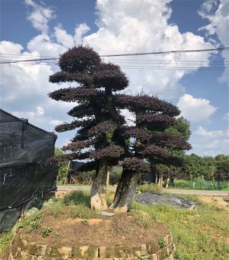 mmexport1535668825951