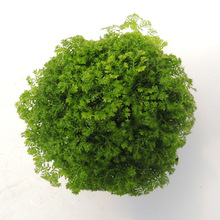 ������ֱ�����^�~ֲ��С����ֲ�ﻨ�ܾG���G�� 80�G��ɺ��ާ