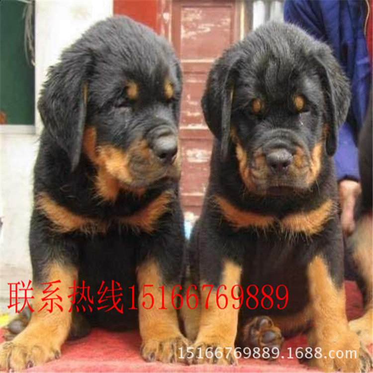 纯种活体罗威纳幼犬出售活体德系美系罗威纳犬那个好