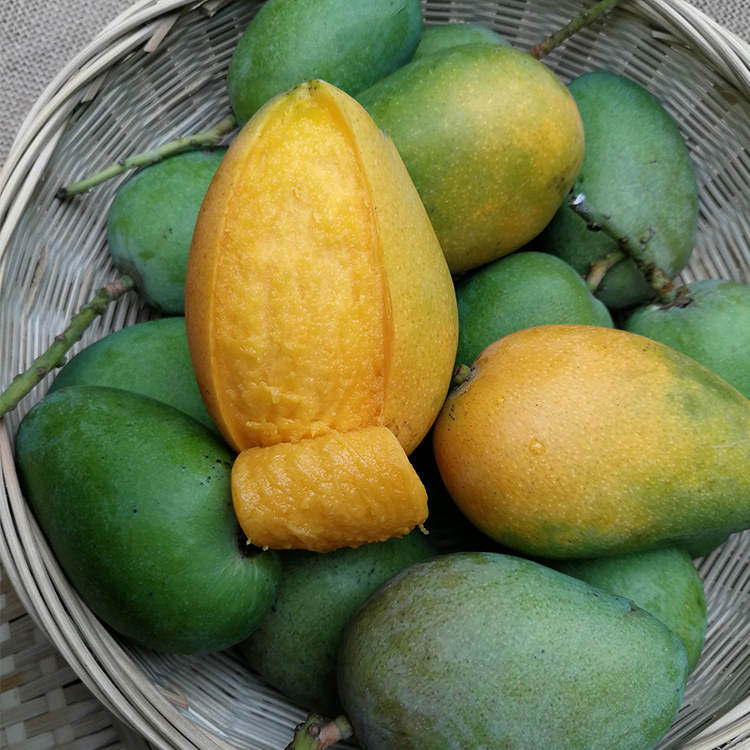 海南小台芒新鲜水果小台农热带芒果8斤装一件