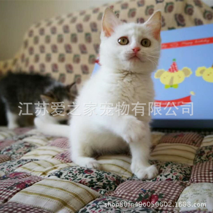 活体猫咪 白猫白英短中华田园猫 橘猫狸花猫三花灰白猫宠物猫定金