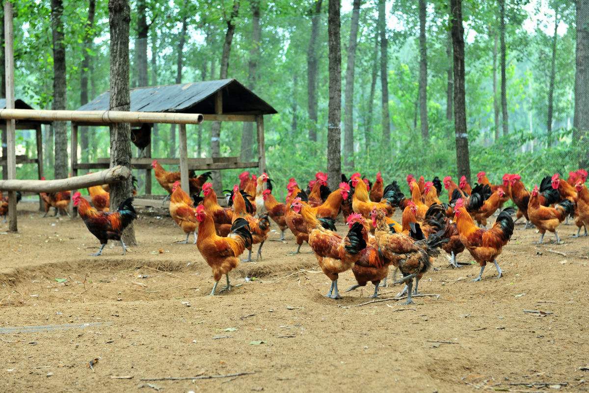 用哪种药预防肉鸡腹泻拉水便效果好