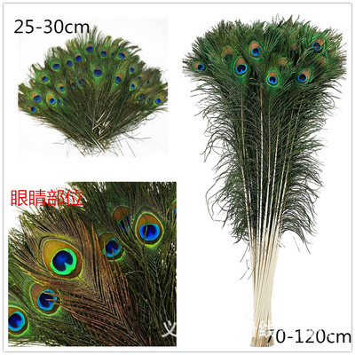 温册羽毛直销30CM印度兰孔雀毛服装饰品羽毛天然统货200根一捆|ru