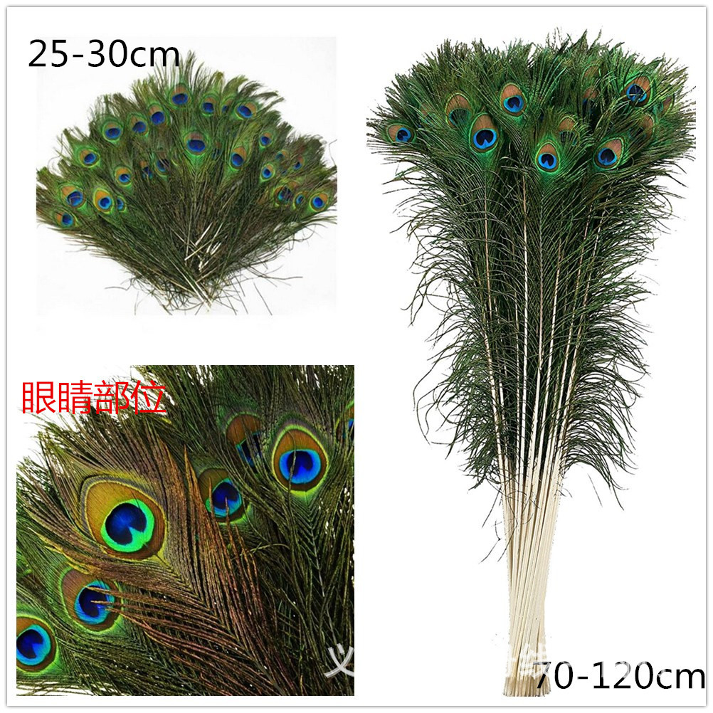 温册羽毛直销30CM印度兰孔雀毛服装饰品羽毛天然统货200根一捆|ru