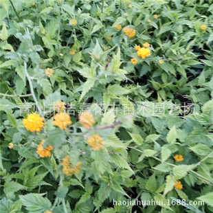 ���l���֦�����  ����ֲ��໨   ���̾G������  �������l