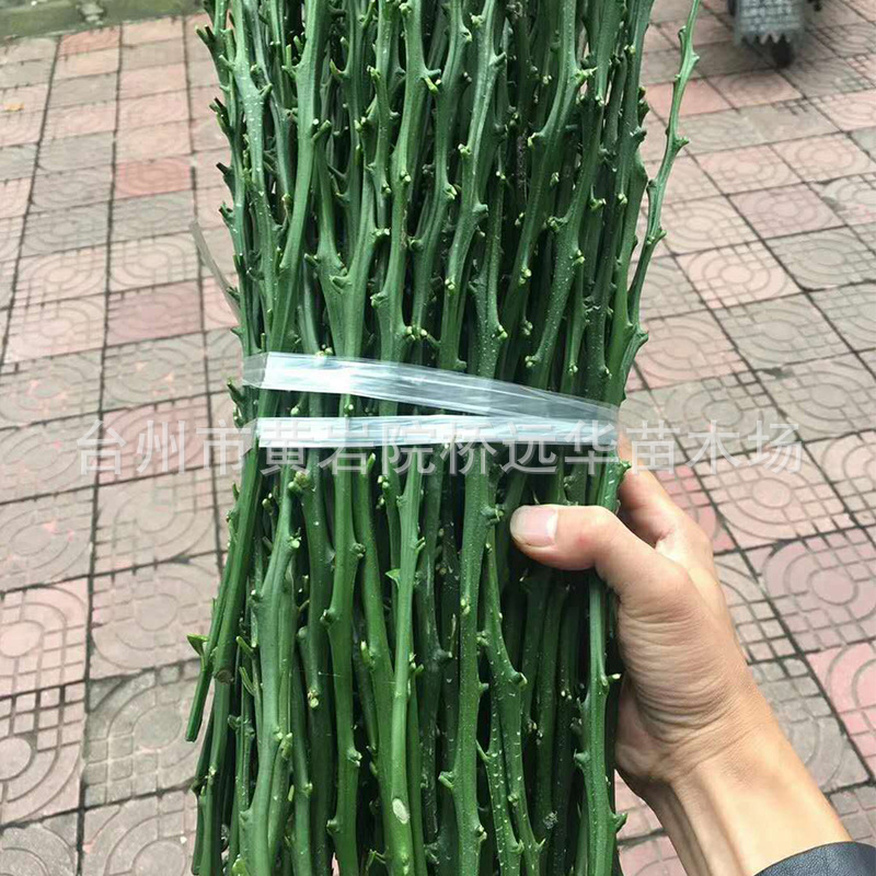 批發明日見（阿斯蜜）枝條甘平由良紅美人血橙蜜桔枝條 品種保證