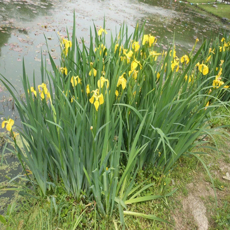 Желтый АИР желтый цветок ирис вода АИР пруд озеленение пейзаж теперь вырыли сейчас продаются