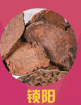 Sang Huang (Sanghuangporus sanghuang) — Wild Northeast Mulberry Yellow Fungus, Food-Herb Mushroom for Cooking overview