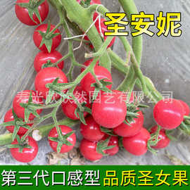 寿禾圣安妮圣女果种子 超好吃口感甜9酸6阳台蔬菜盆栽樱桃小番茄