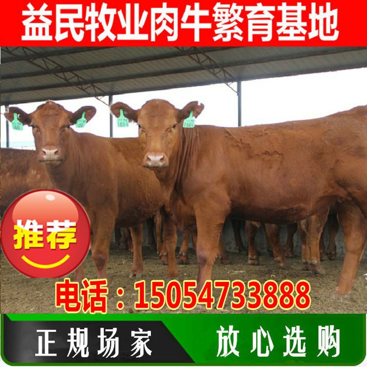 鲁西黄牛肉牛养殖利润 南方小黄牛多少钱一头 牛苗 云南黄牛价格