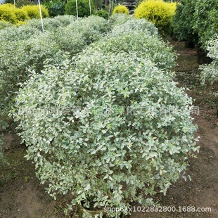 ����ֱ�N С�~Ůؑ ���~Ůؑ ���~�S�� С�~�S�� ���� ����