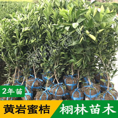 嫁接2年桔树 由良黄岩蜜桔果树 地栽桔子树 盆栽果树移栽柑桔批发
