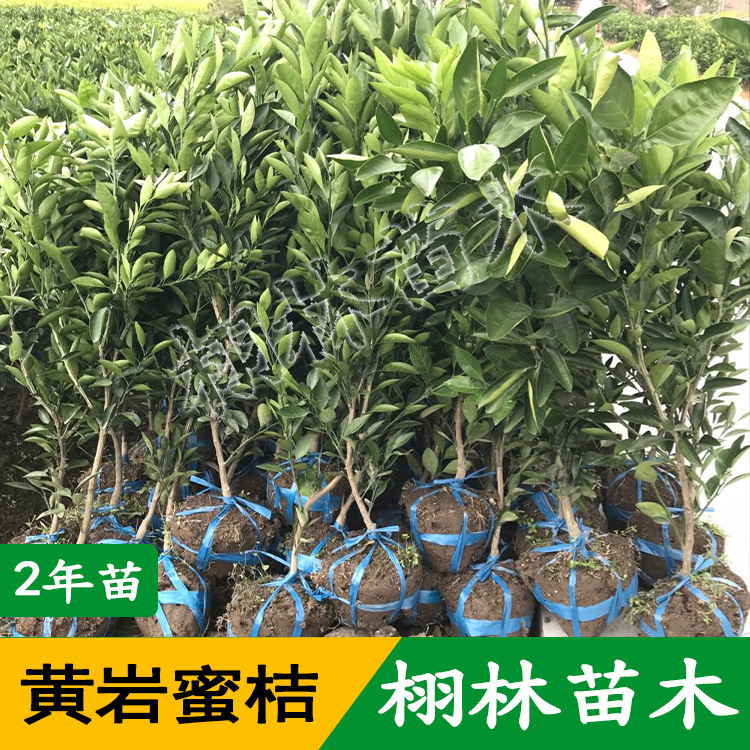嫁接2年桔树 由良黄岩蜜桔果树 地栽桔子树 盆栽果树移栽柑桔批发