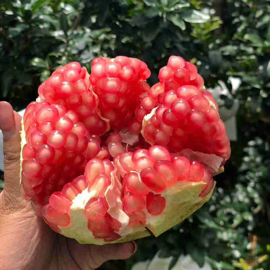 Shaanxi Lintong pomegranate fresh Seasonal fruit Beauty share Tunisia Soft pomegranate seeds Now pick Delivery