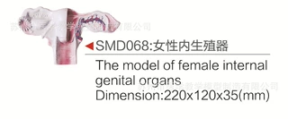 SMD068女性S殖器