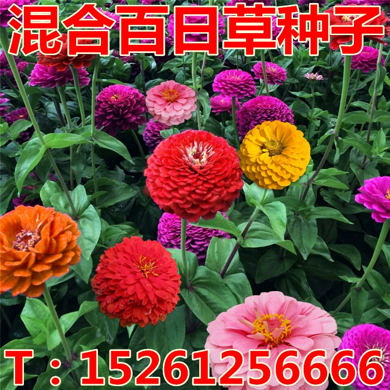 Оптовые виды цветов персидская Хризантема Бархатцы Павлин трава Календула Цинния виды цветов серная Хризантема Ландшафтная инженерия