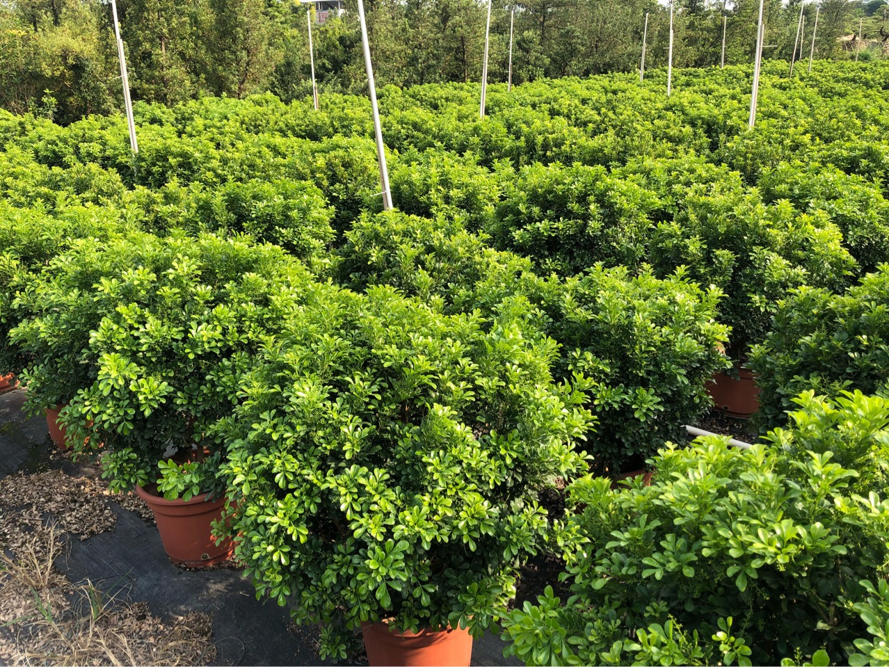 四季常青的灌木类植物,四季常青又耐寒的植物,北方四季常青的植物_大山谷图库