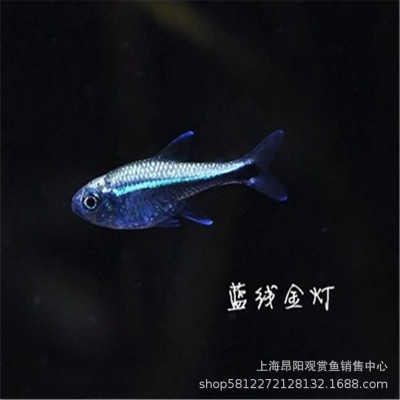 蓝线金灯鱼活体热带观赏鱼水族宠物鱼群游鱼可混养上海渔场批发