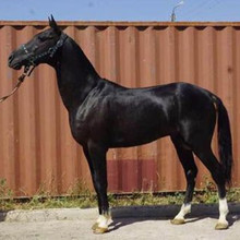 马玉林 马玉林品牌 图片 价格 马玉林批发 阿里巴巴