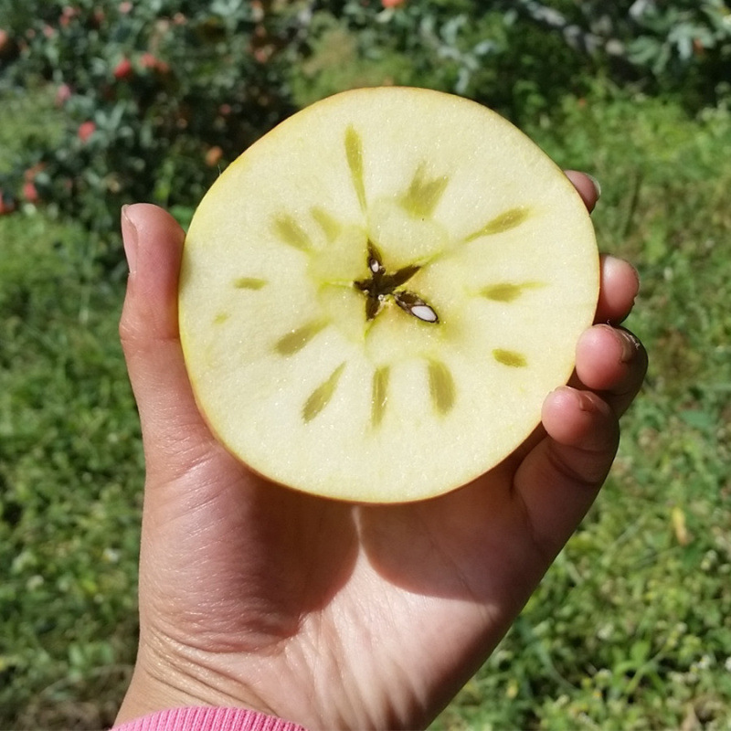 現貨四川大涼山鹽源醜蘋果 紅富士蘋果 新鮮 蘋果大果壹件代發