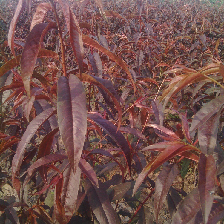 wKhQoVVYKCWEYPgWAAAAANmfYsE683