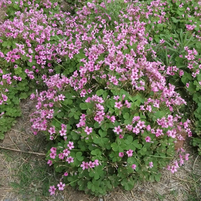 供应红花醡浆草盆栽苗 西安哪里有红花醡浆草卖周至苗圃直销