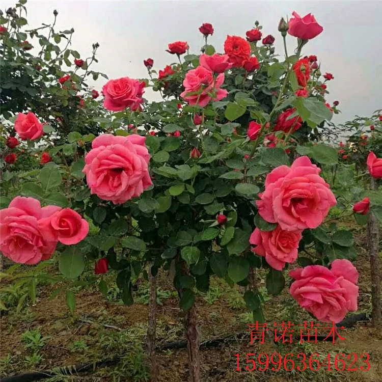 Основа оптом саженцы роз в форме дерева, старые ворсовые сорта роз 2-8 см, Роза в форме дерева, саженцы