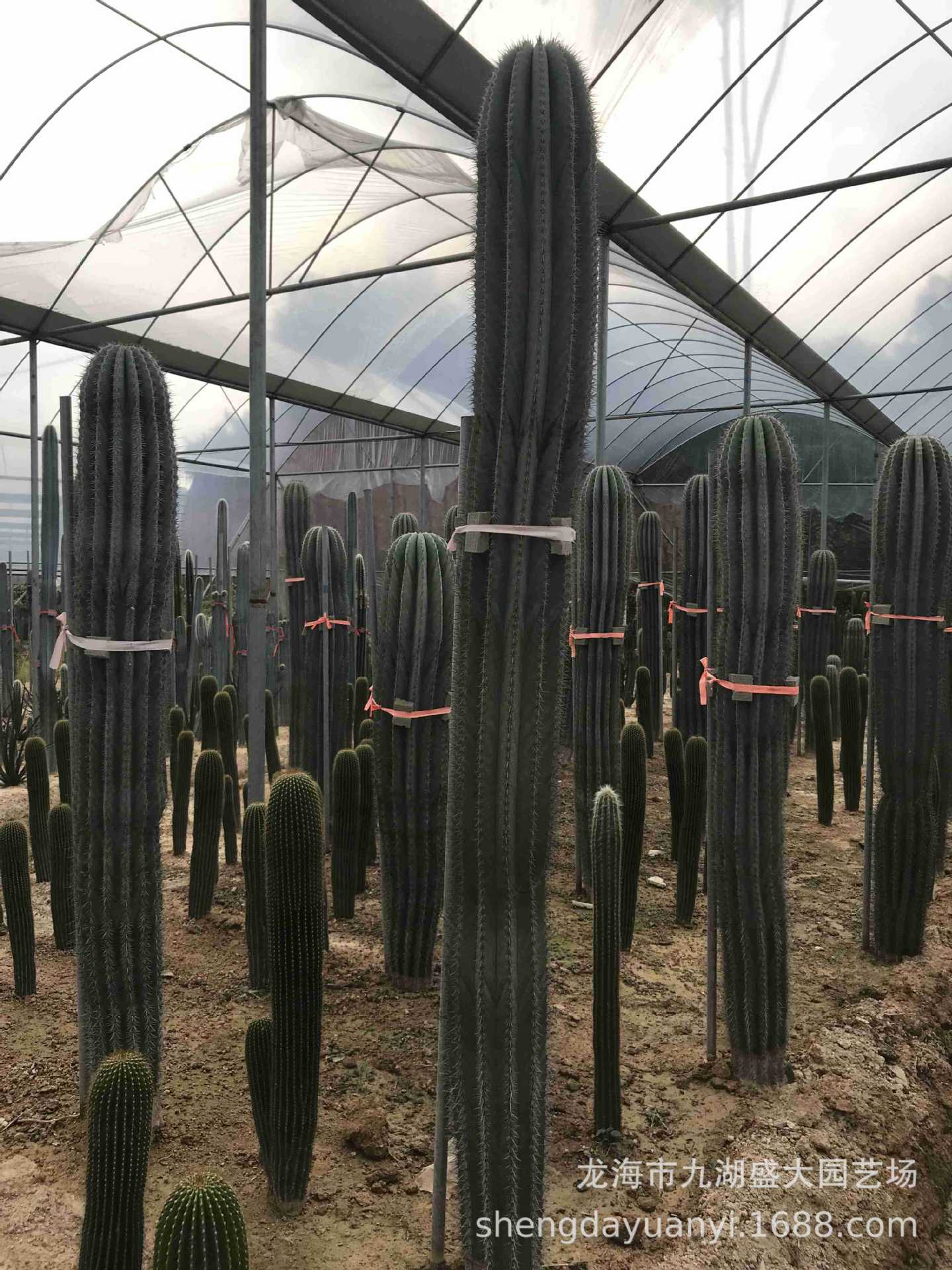 批发大型多浆植物 群生量天尺仙人柱沙生植物 秘鲁苹果仙人掌分叉-阿里巴巴