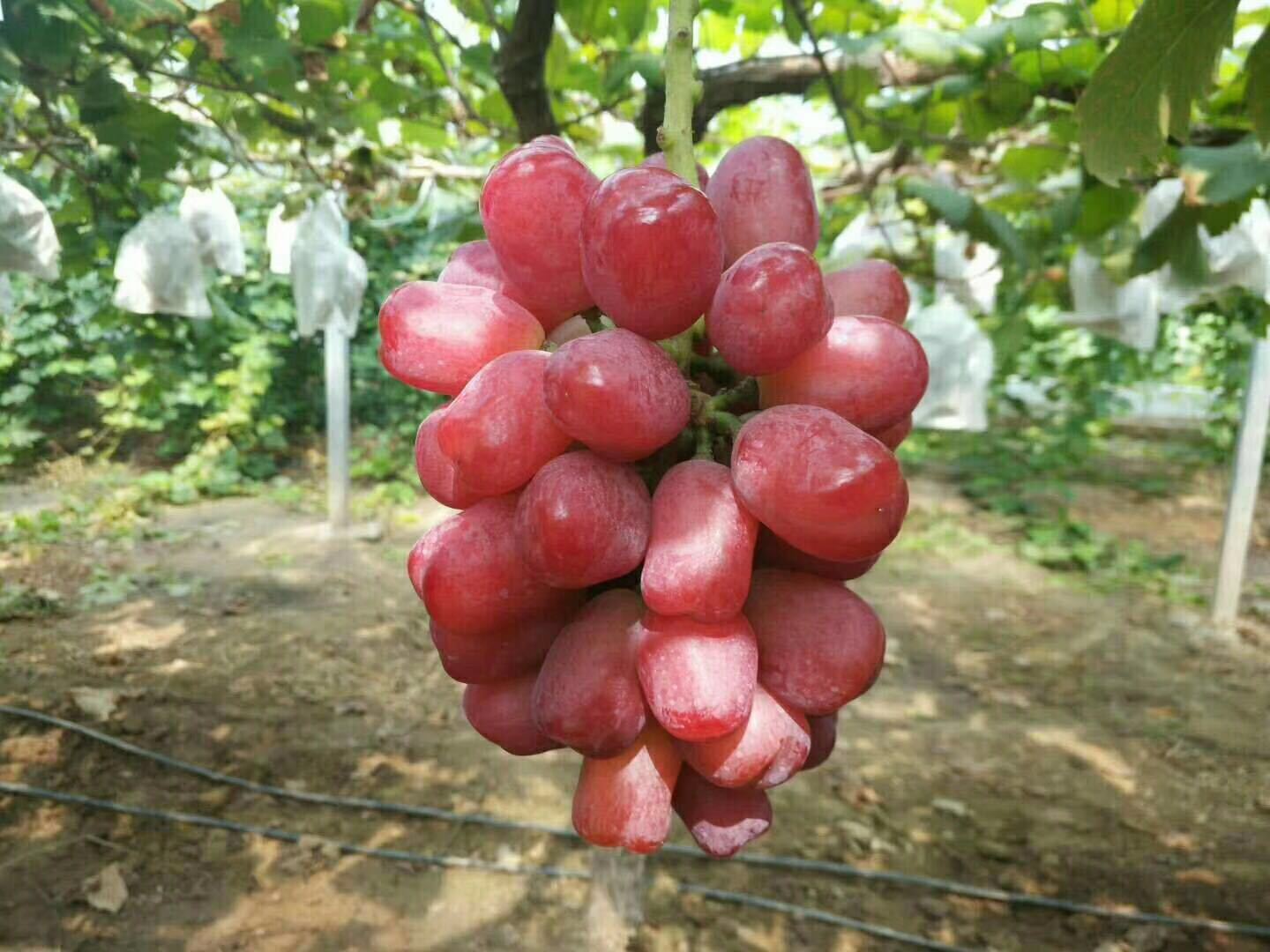 ΢��ͼƬ_20181222192906