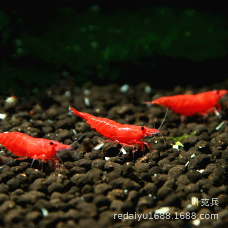 Декоративные Креветки Оптовый Набор Огненные Креветки Экстра Огонь Креветки Кристалл Креветки Водоросли Креветки Перец Красные Креветки Просо Креветки Живой Пакет