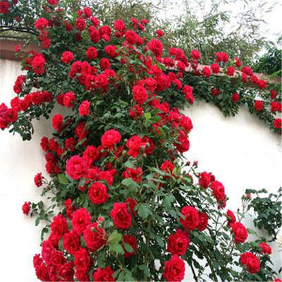 Europe May Flower seedlings Spend more Climbing roses Flower seedlings Parade Little Girl Climbing Botany Chinese rose balcony Potted plant