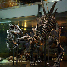 ���ͷ����������䓹�����ʯ�S��ֱ�N���ܑ���@�ֵ��ܹǼ�ģ��