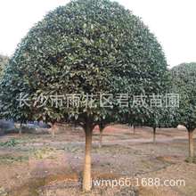 供应18-20公分造型大桂花树 八月桂丹桂四季桂树型优美品种齐全