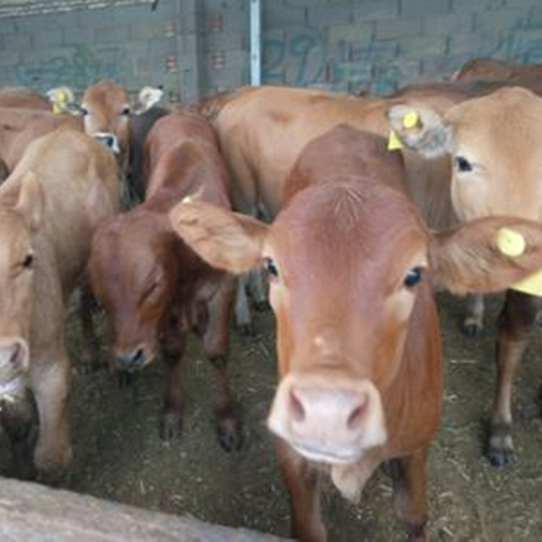 鲁西黄牛肉牛苗 养殖批发西门塔尔牛 养殖场安格斯牛