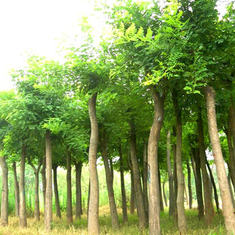 wKgGS1h4bR6AOdc2AAS3pi1Wkcc051