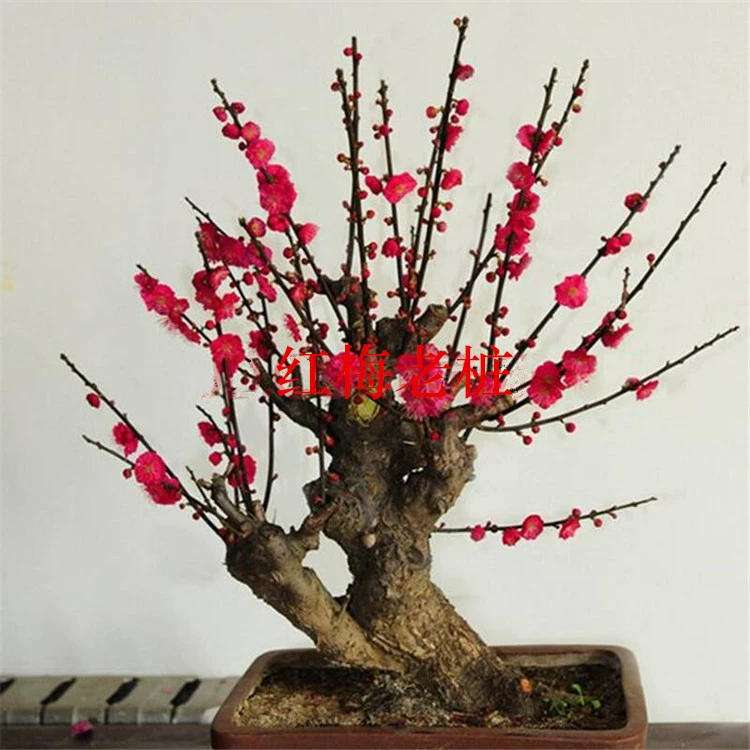 Цветение сливы в горшке Старый ворс Красная Слива Химонантус Слива Бонсай Саженцы Хорошо подходят для цветов Морозостойкие растения Крытый балкон Двор Цветочная рассада