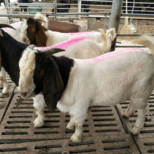 波爾山羊價格 今日波爾山羊批發多少錢一斤 波爾山羊價格走勢