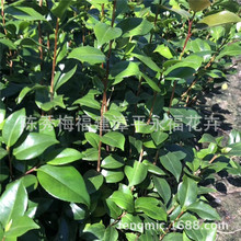 ����軨С�� һ��Ǥ������� 15-35���ָ� �t�൤�軨 �����軨