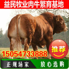 改良黃牛 中國魯西黃牛 南方黃牛 土黃牛 河南南陽黃牛價格
