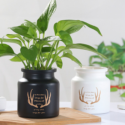 新款 北欧ins花瓶 迷你水培鲜花绿萝花器透明玻璃干花瓶透明花瓶|ms