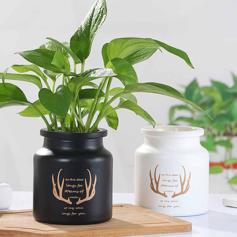 新款 北欧ins花瓶 迷你水培鲜花绿萝花器透明玻璃干花瓶透明花瓶|ms