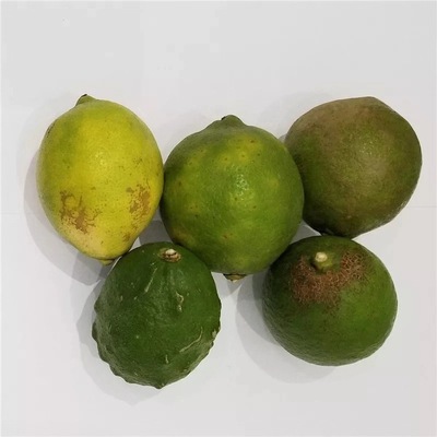 黄柠檬青柠檬三级丑果 去味果 9斤包邮 产地直发