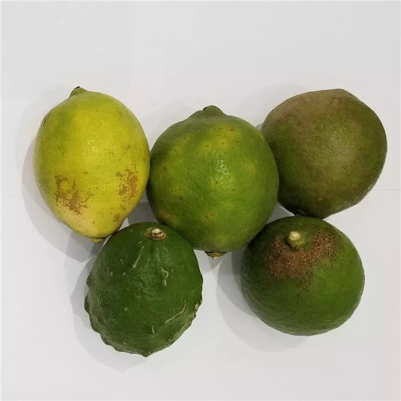 黄柠檬青柠檬三级丑果 去味果 9斤包邮 产地直发