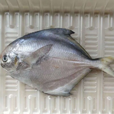 【鲅鱼哥】海捕银鲳4斤装 批发定制海鲜顺丰空运代发 微供淘|ms