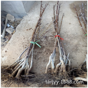 ������ ������Ҙ��� ����Ҙ��� ������ �{���^��ñ �M����